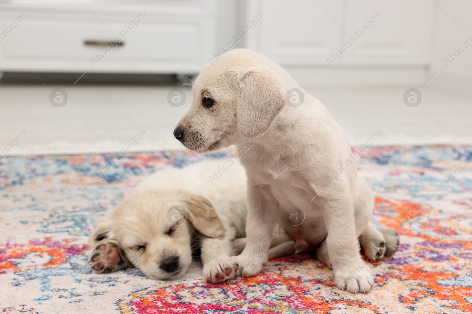 Photo of Cute little puppies on carpet indoors. Adorable pets