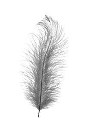 Image of Beautiful feather isolated on white, toned in black and white