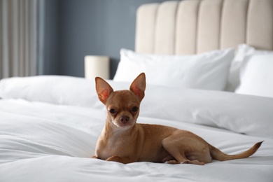 Photo of Cute Chihuahua dog on bed in room. Pet friendly hotel