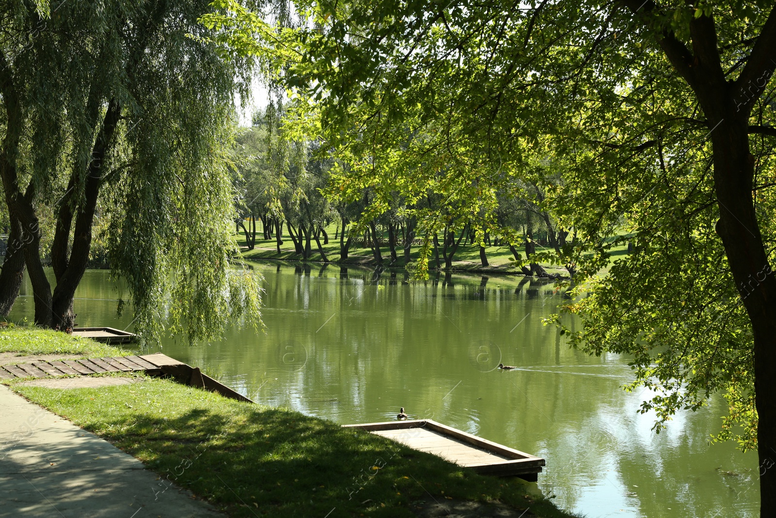 Photo of Quiet park with green trees and pond on sunny day
