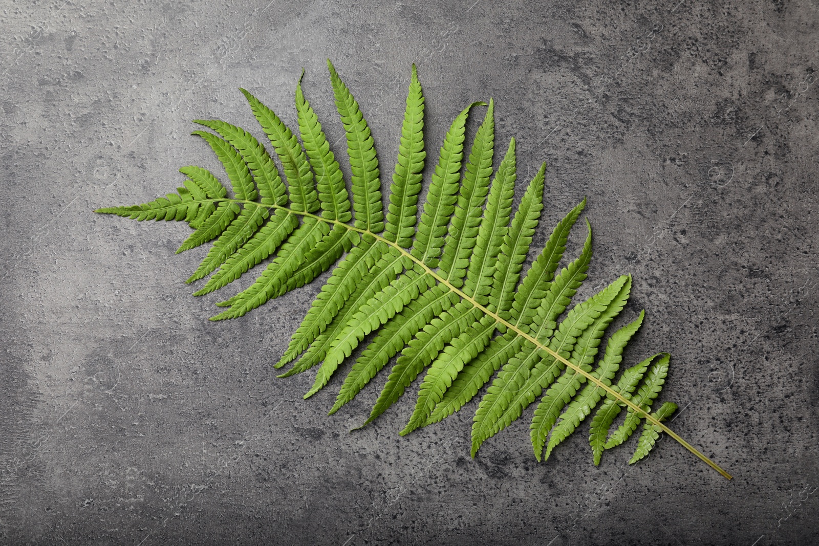 Photo of Beautiful tropical fern leaf on grey stone background, top view