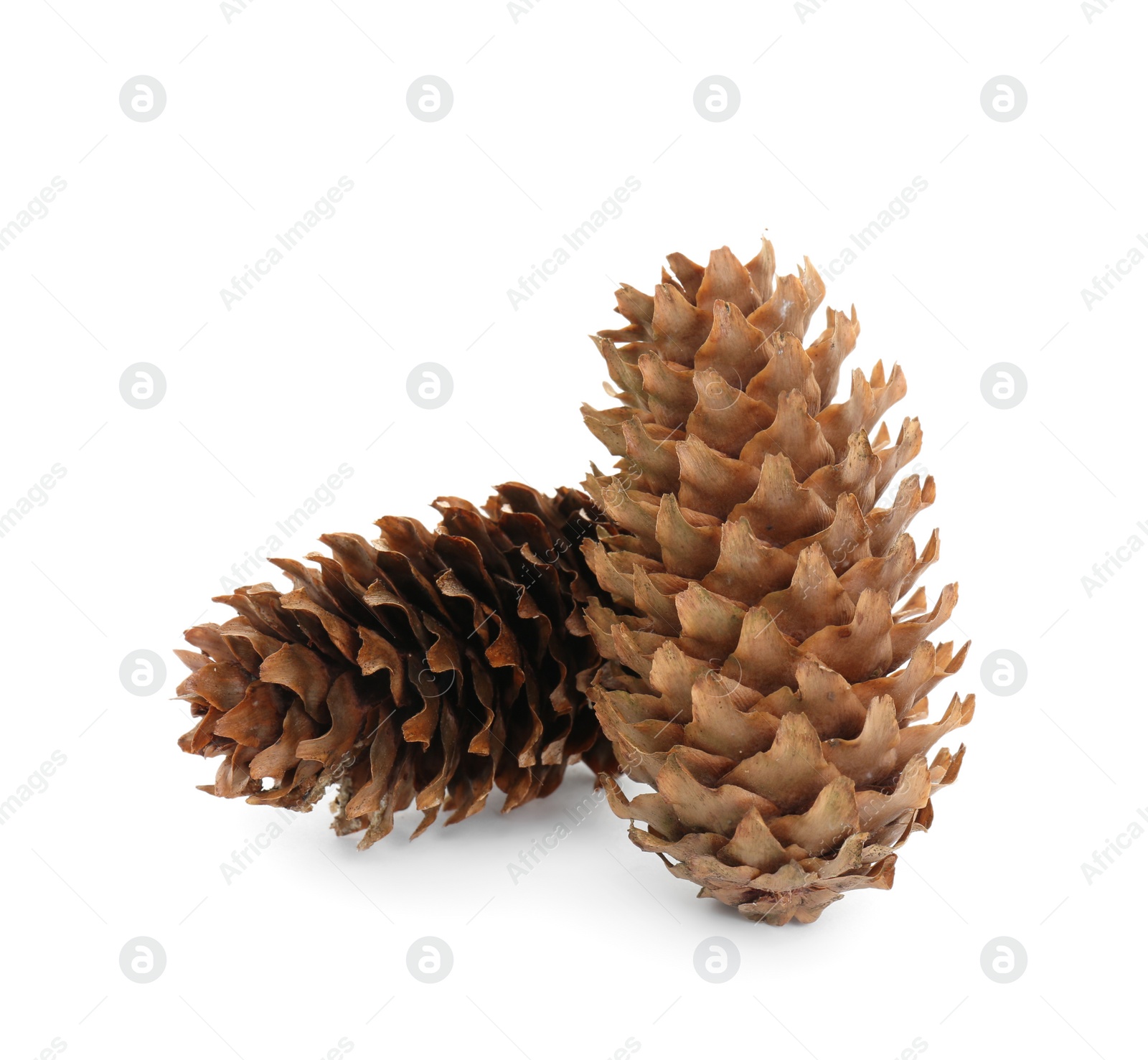 Photo of Beautiful dry pine cones on white background