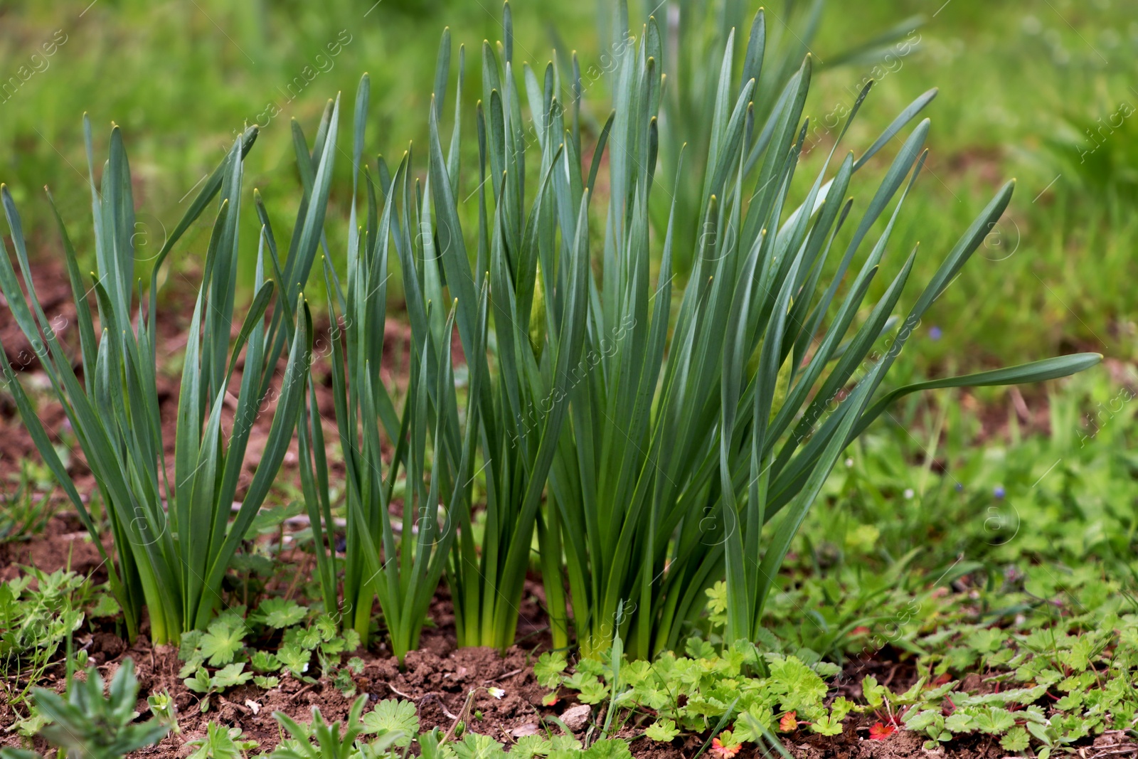 Photo of Daffodil plants growing in garden. Spring flowers