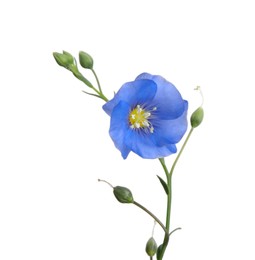Photo of Beautiful light blue flax flower isolated on white