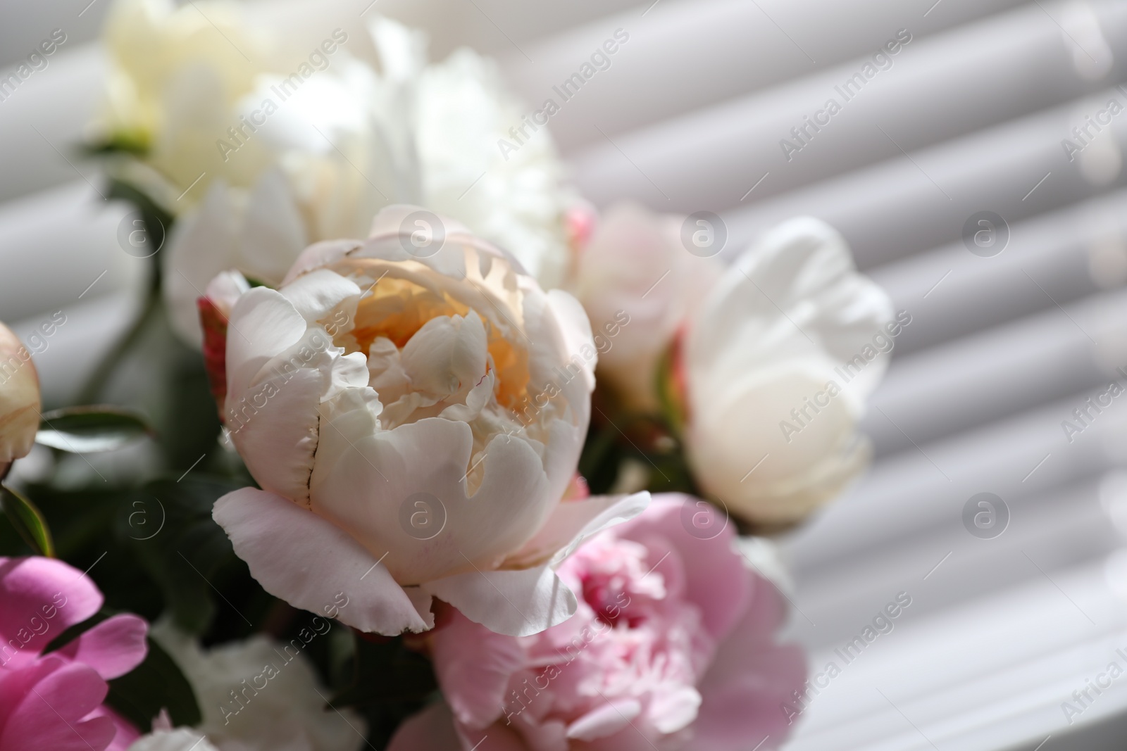 Photo of Closeup view of beautiful peonies near window indoors