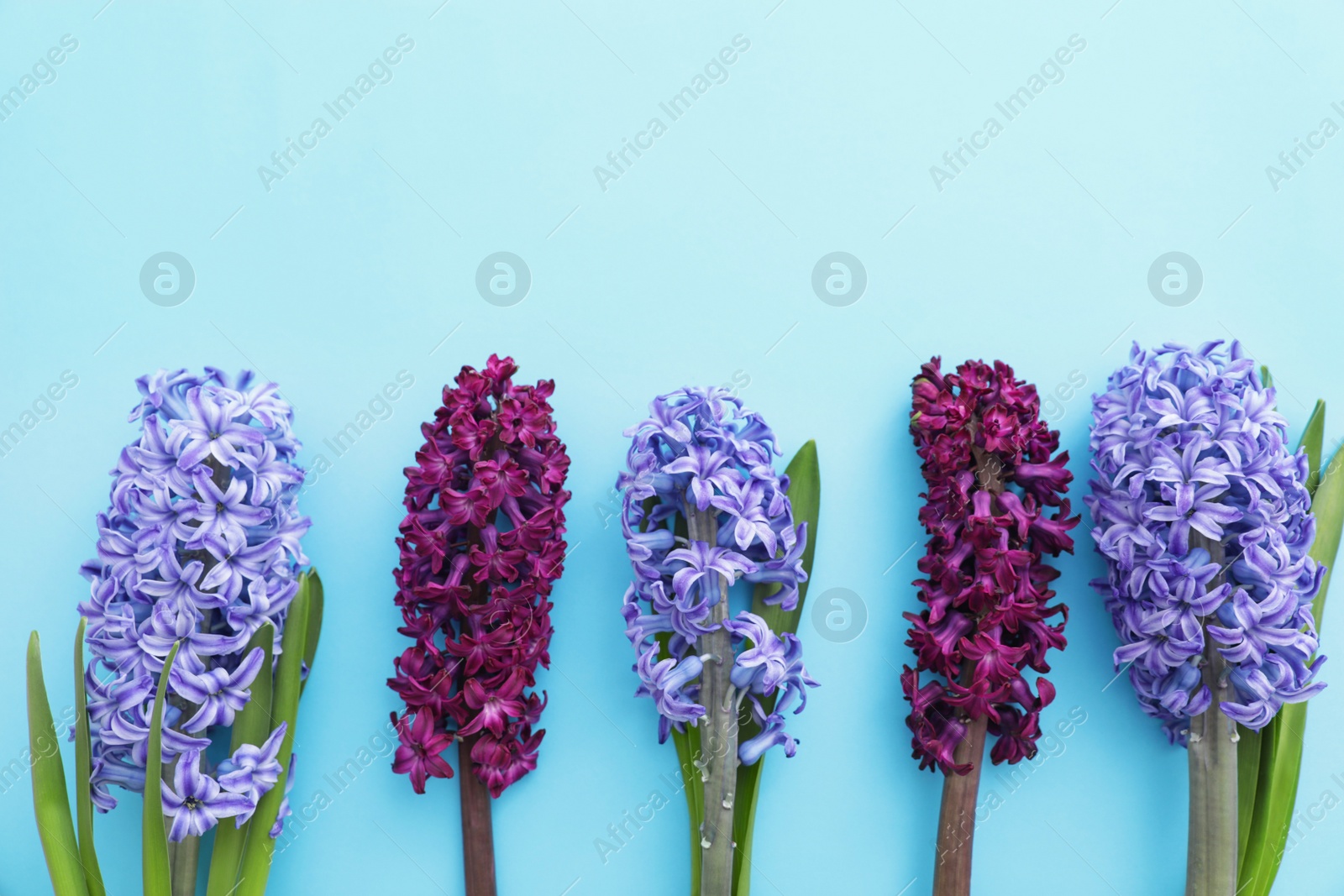 Photo of Beautiful spring hyacinth flowers on color background, top view. Space for text