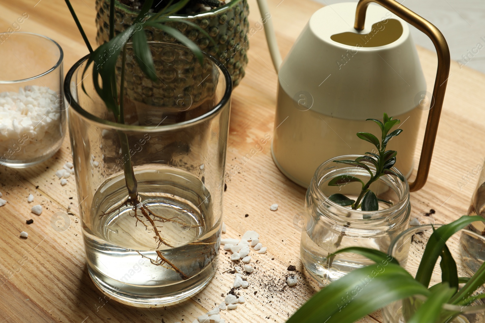 Photo of Exotic house plants in water on wooden table