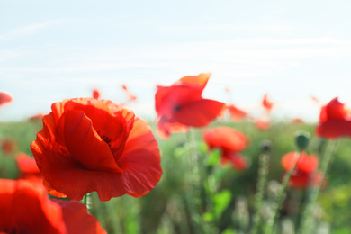 Beautiful blooming poppy flowers in field on spring day, closeup. Space for text