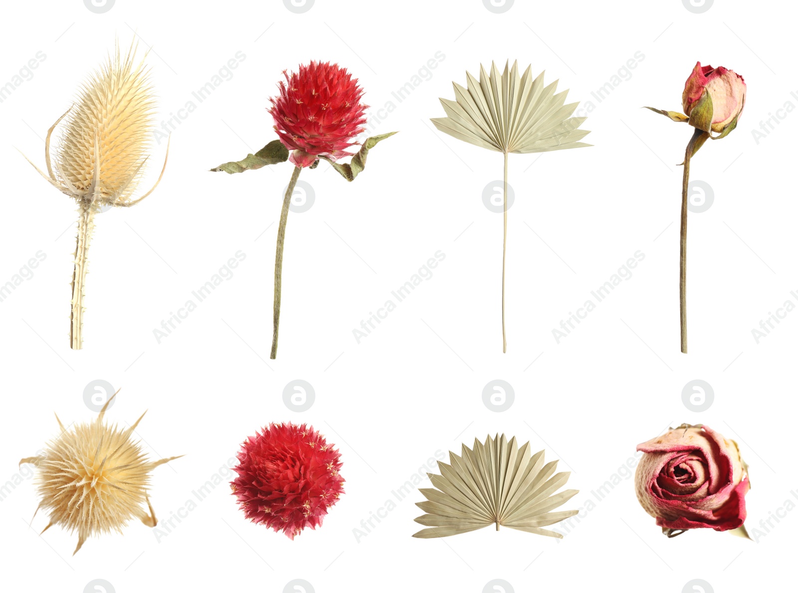 Image of Set with beautiful dry flowers on white background