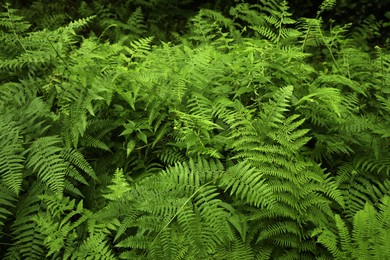 Photo of Beautiful green fern leaves in park outdoors