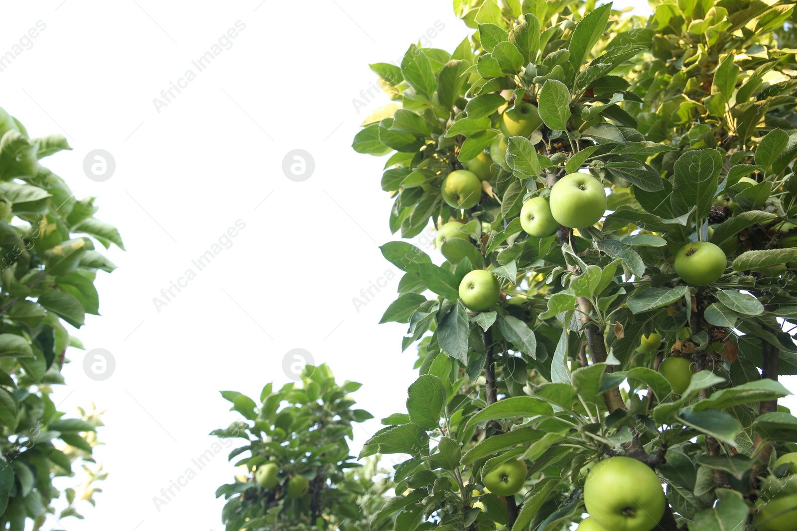 Photo of Apple tree with ripe fruits in garden. Space for text