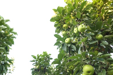 Photo of Apple tree with ripe fruits in garden. Space for text