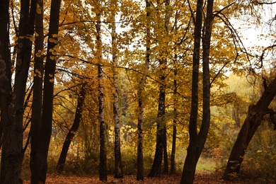 Photo of Beautiful view of forest on autumn day