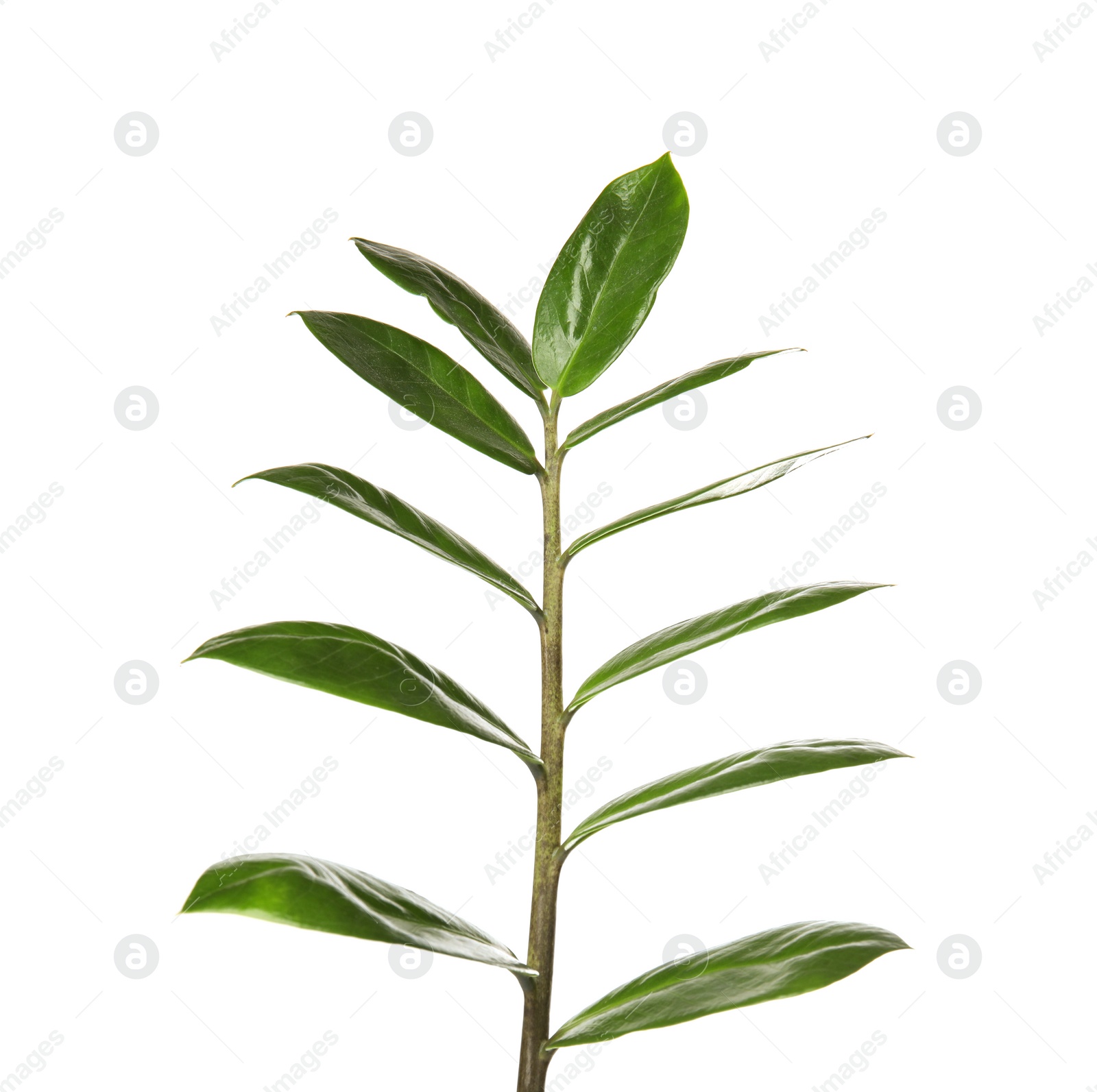 Photo of Branch with fresh green Zamioculcas zamiifolia leaves on white background