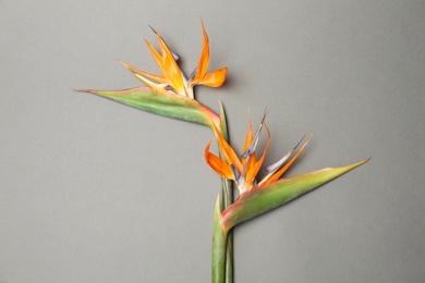 Photo of Beautiful bird of paradise flowers on gray background. Tropical plant