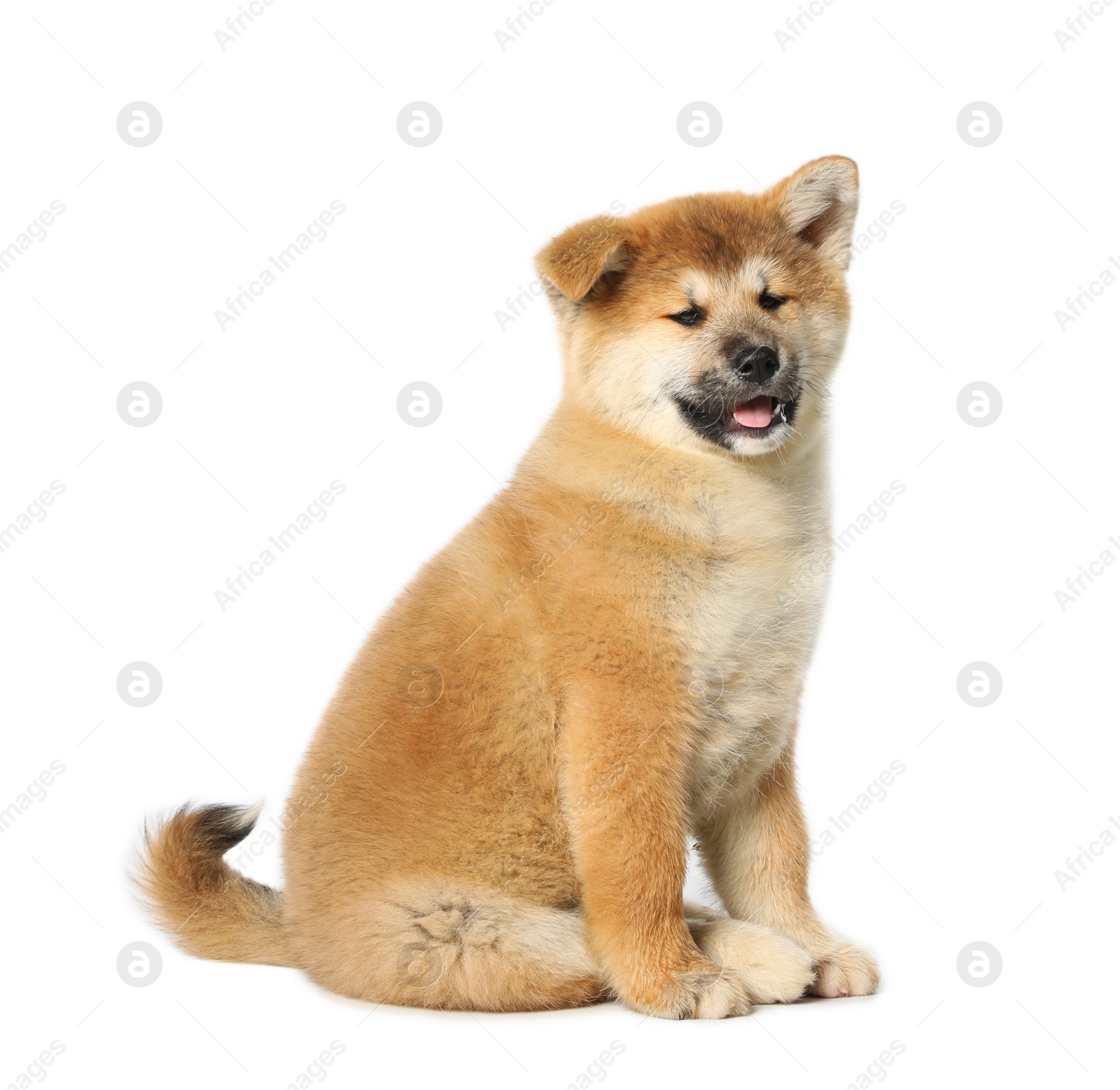 Photo of Cute Akita Inu puppy on white background. Baby animal