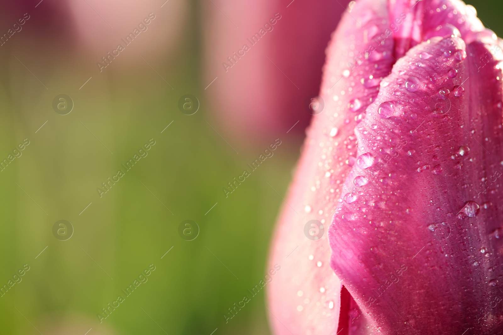 Photo of Blossoming tulip with dew drops on sunny spring day