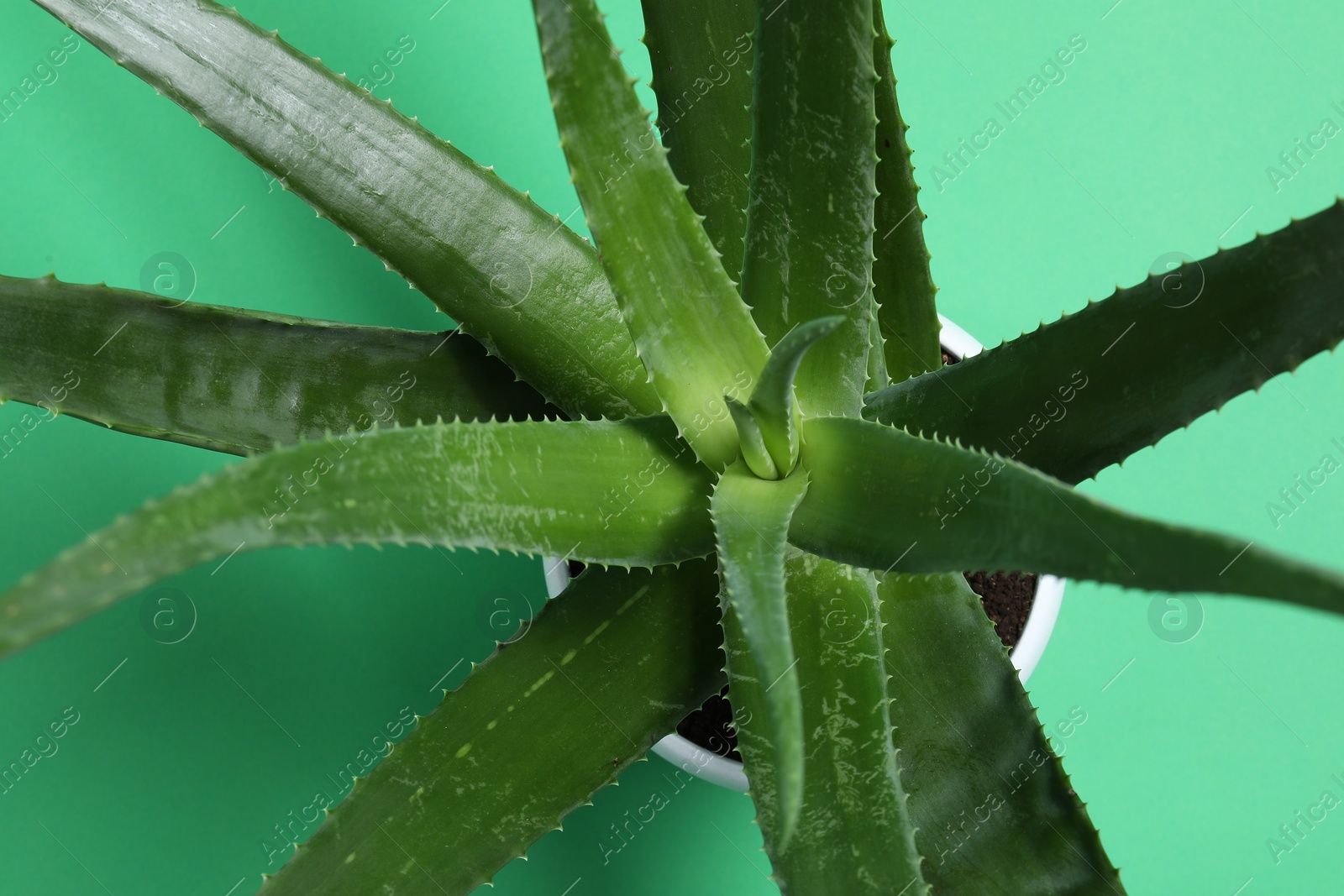Photo of Beautiful aloe vera plant on green background, top view