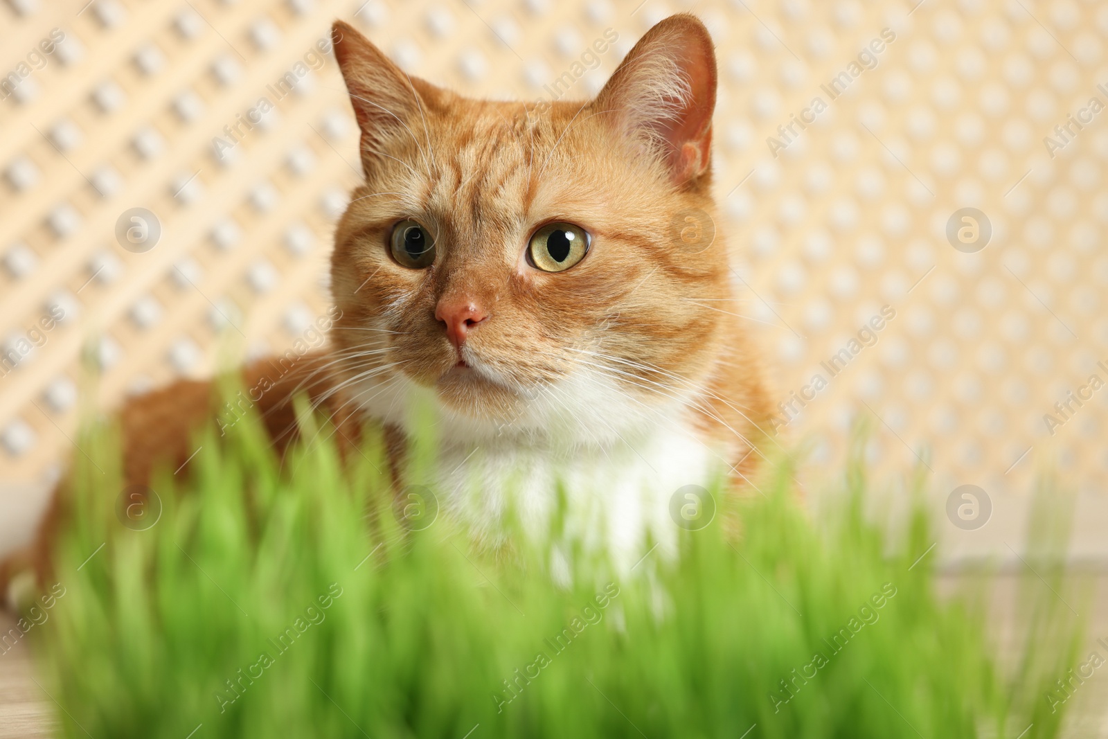 Photo of Cute ginger cat near potted green grass indoors