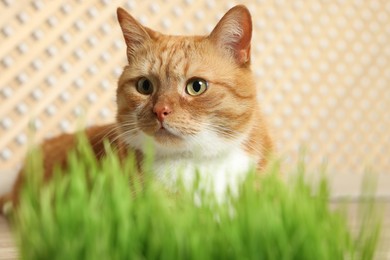 Cute ginger cat near potted green grass indoors