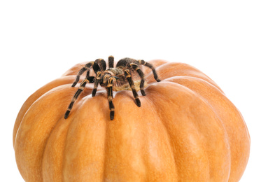 Photo of Striped knee tarantula and pumpkin isolated on white, closeup. Halloween celebration