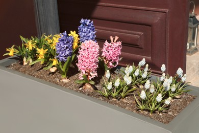 Daffodil, hyacinth and muscari flowers growing outdoors on sunny day
