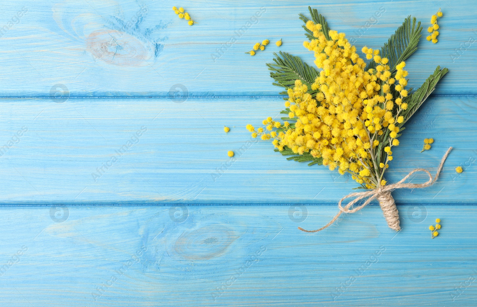 Photo of Beautiful mimosa flowers on light blue wooden table, flat lay. Space for text