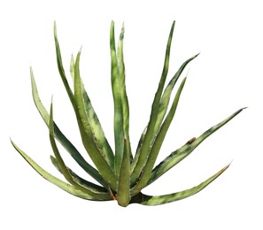 Beautiful green agave on white background. Succulent plant