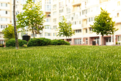 Photo of Fresh green grass in park on sunny day