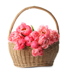 Photo of Wicker basket with beautiful pink peonies on white background