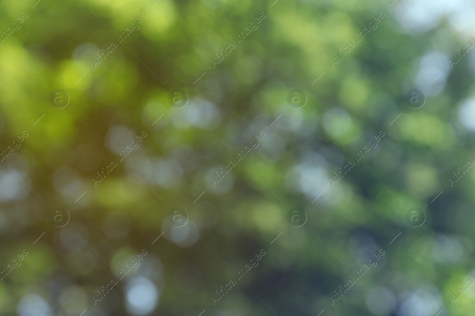 Photo of Blurred view of abstract green background. Bokeh effect