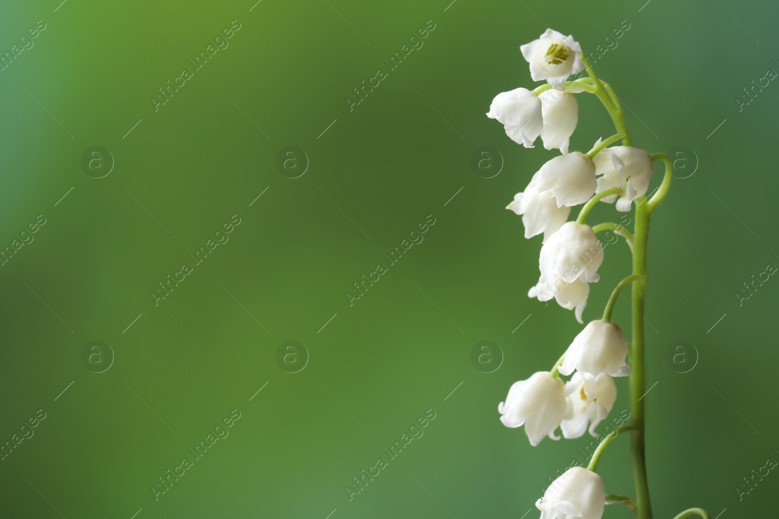 Photo of Beautiful lily of the valley flower on blurred green background, closeup. Space for text