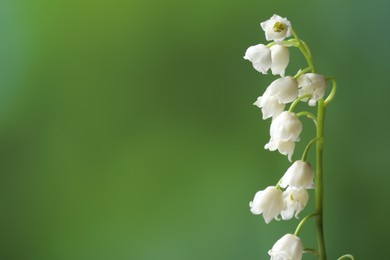 Beautiful lily of the valley flower on blurred green background, closeup. Space for text