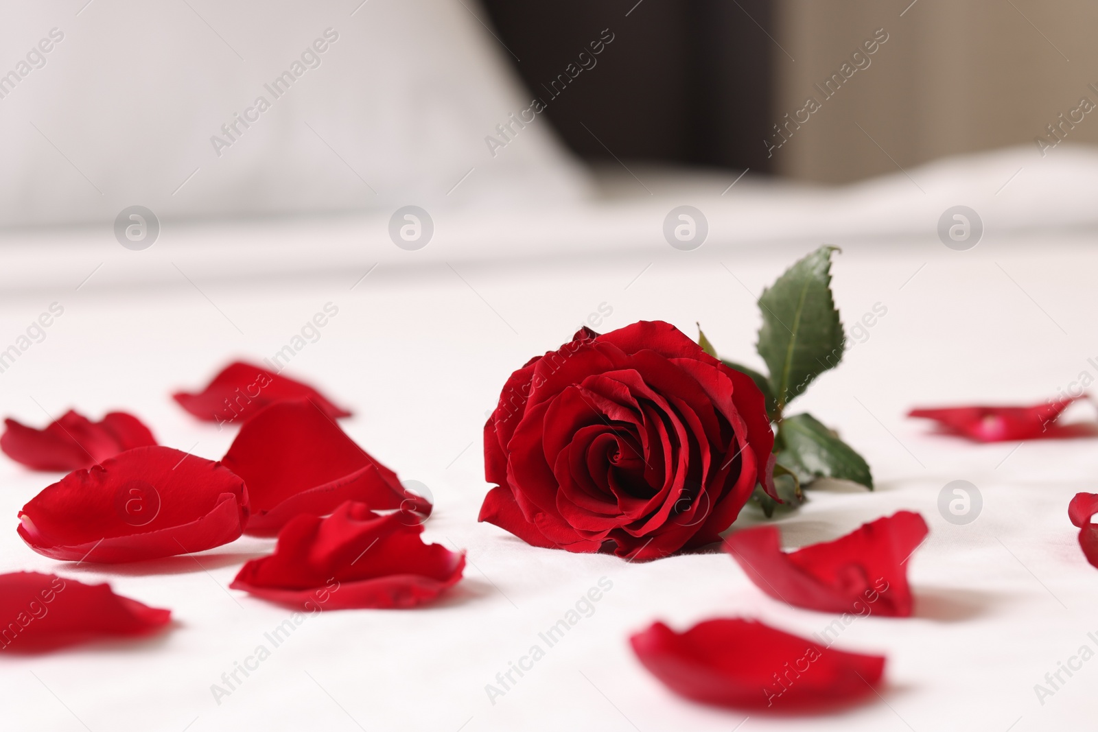 Photo of Honeymoon. Beautiful rose flower and petals on bed in room, closeup