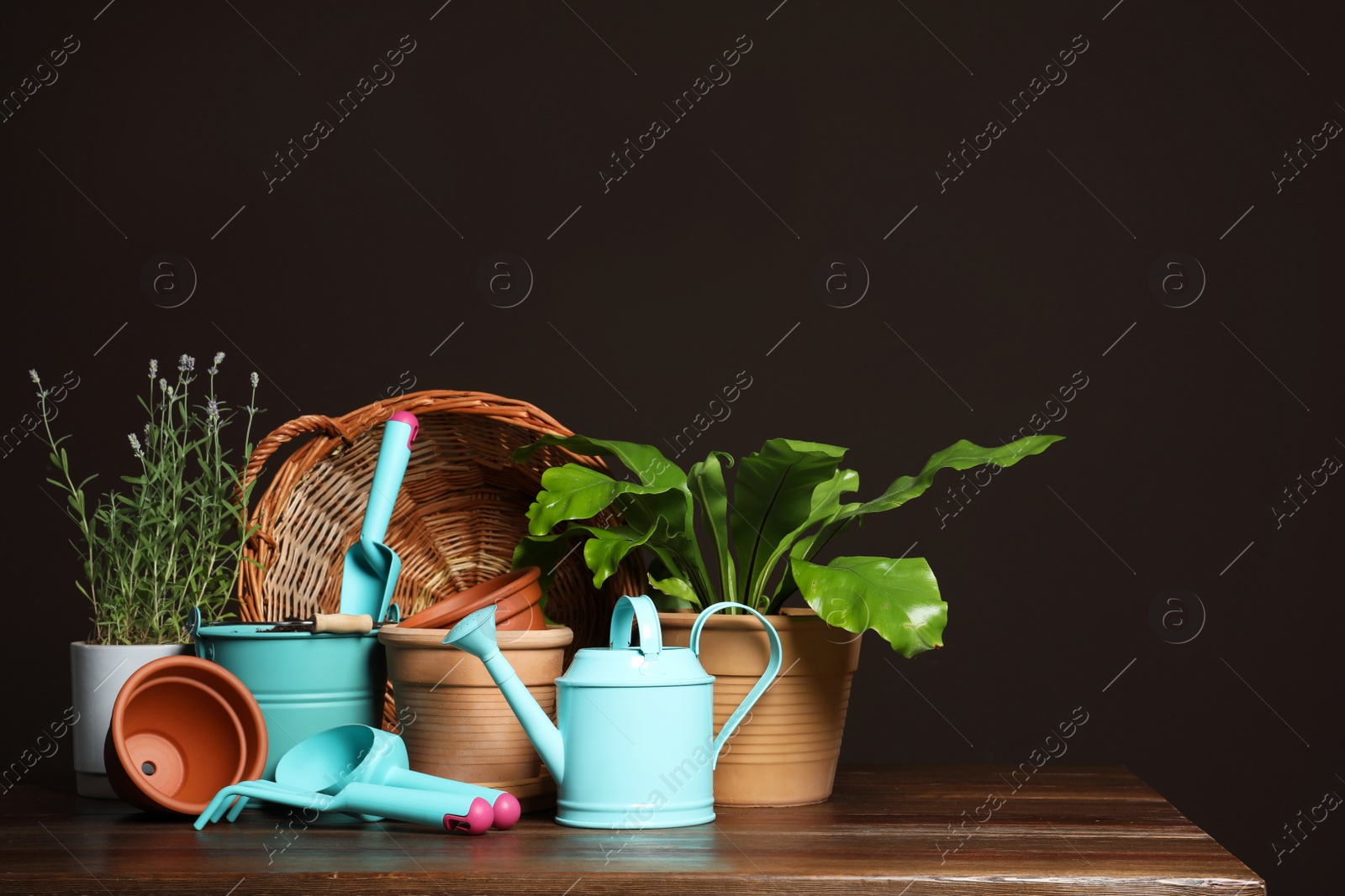 Photo of Beautiful plants and gardening tools on wooden table against brown background
