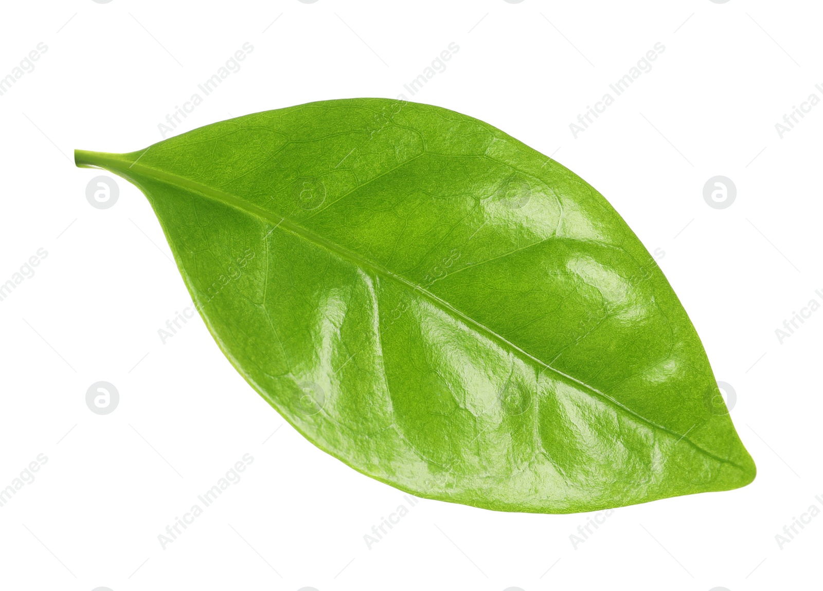 Photo of Fresh green coffee leaf isolated on white