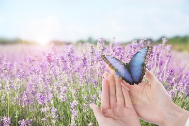 Image of Woman holding beautiful morpho butterfly in lavender field, closeup