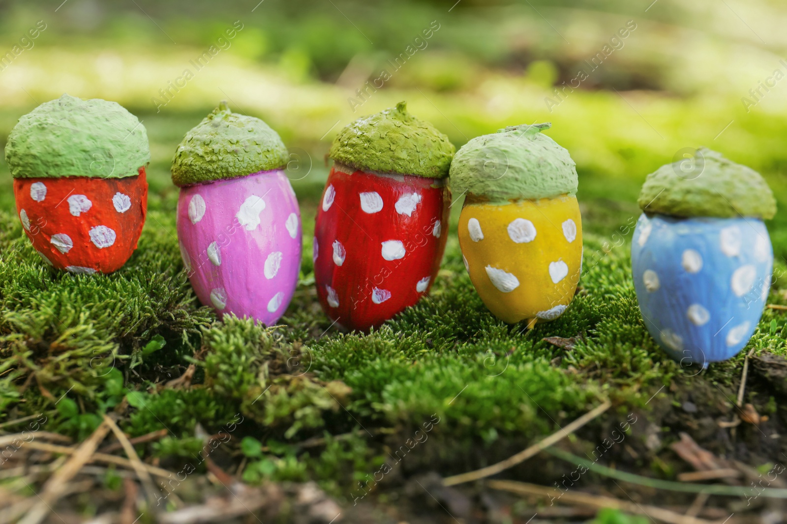 Photo of Colorful painted acorns with polka dot pattern on green moss outdoors, closeup