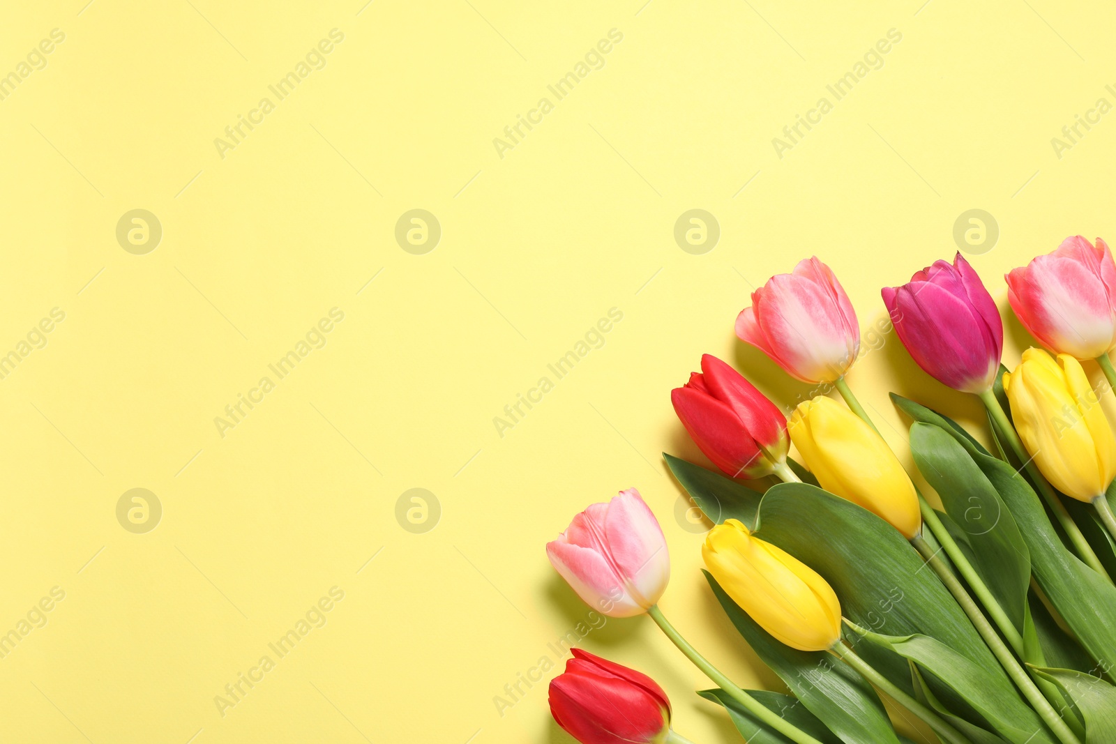 Photo of Beautiful colorful tulips on pale yellow background, flat lay. Space for text