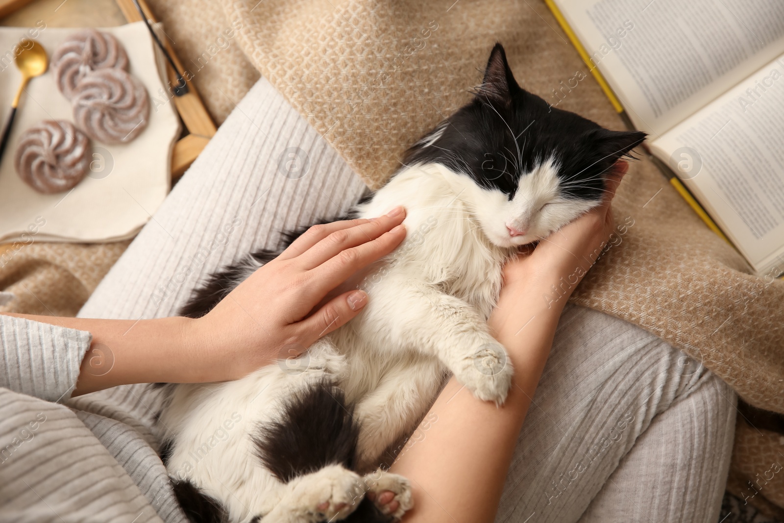 Photo of Woman stroking adorable cat on her legs, top view