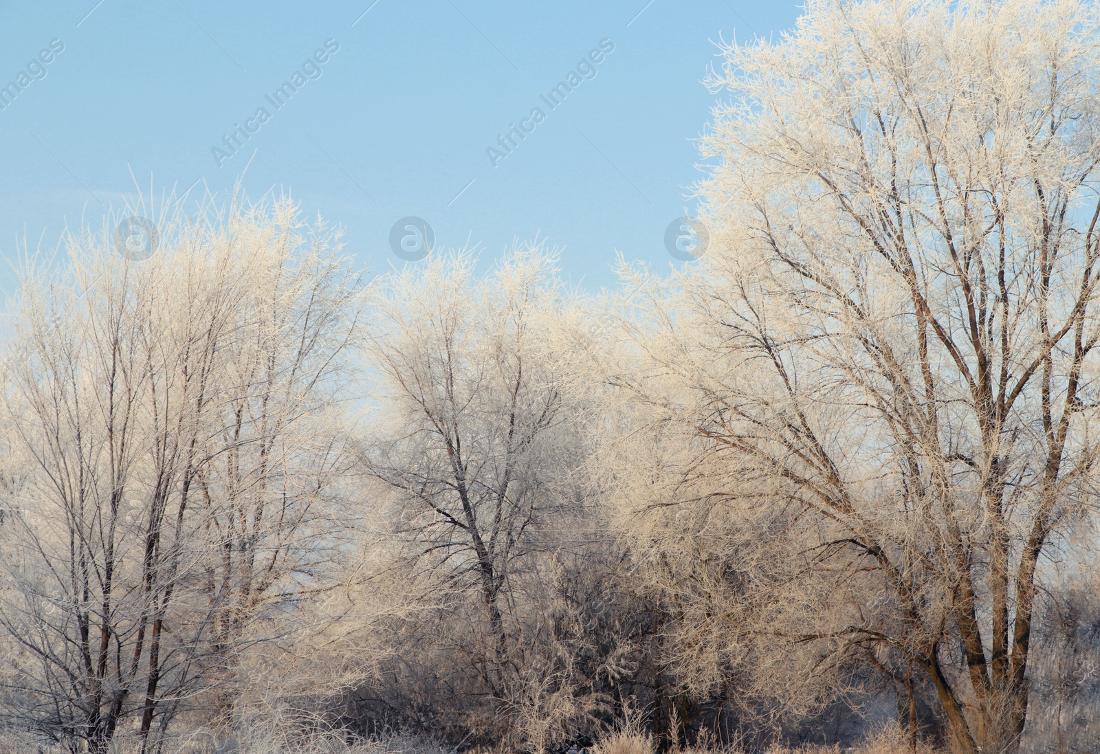 Photo of Trees covered with hoarfrost outdoors on winter morning