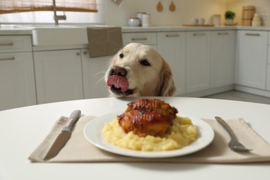 Cute hungry dog near plate with owner's food at table in kitchen