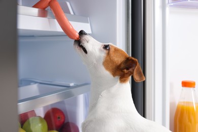 Photo of Cute Jack Russell Terrier stealing sausages from refrigerator
