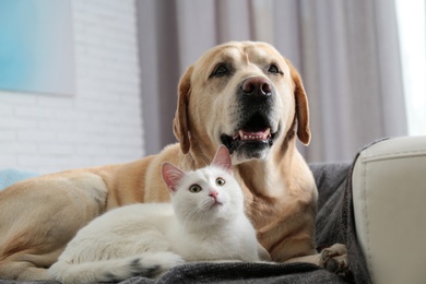 Photo of Adorable dog and cat together on sofa indoors. Friends forever