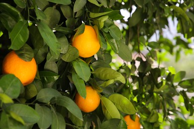 Fresh ripe oranges growing on tree outdoors