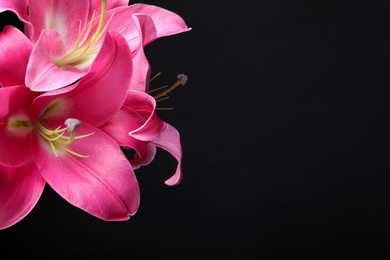 Photo of Beautiful pink lily flowers on black background, closeup. Space for text