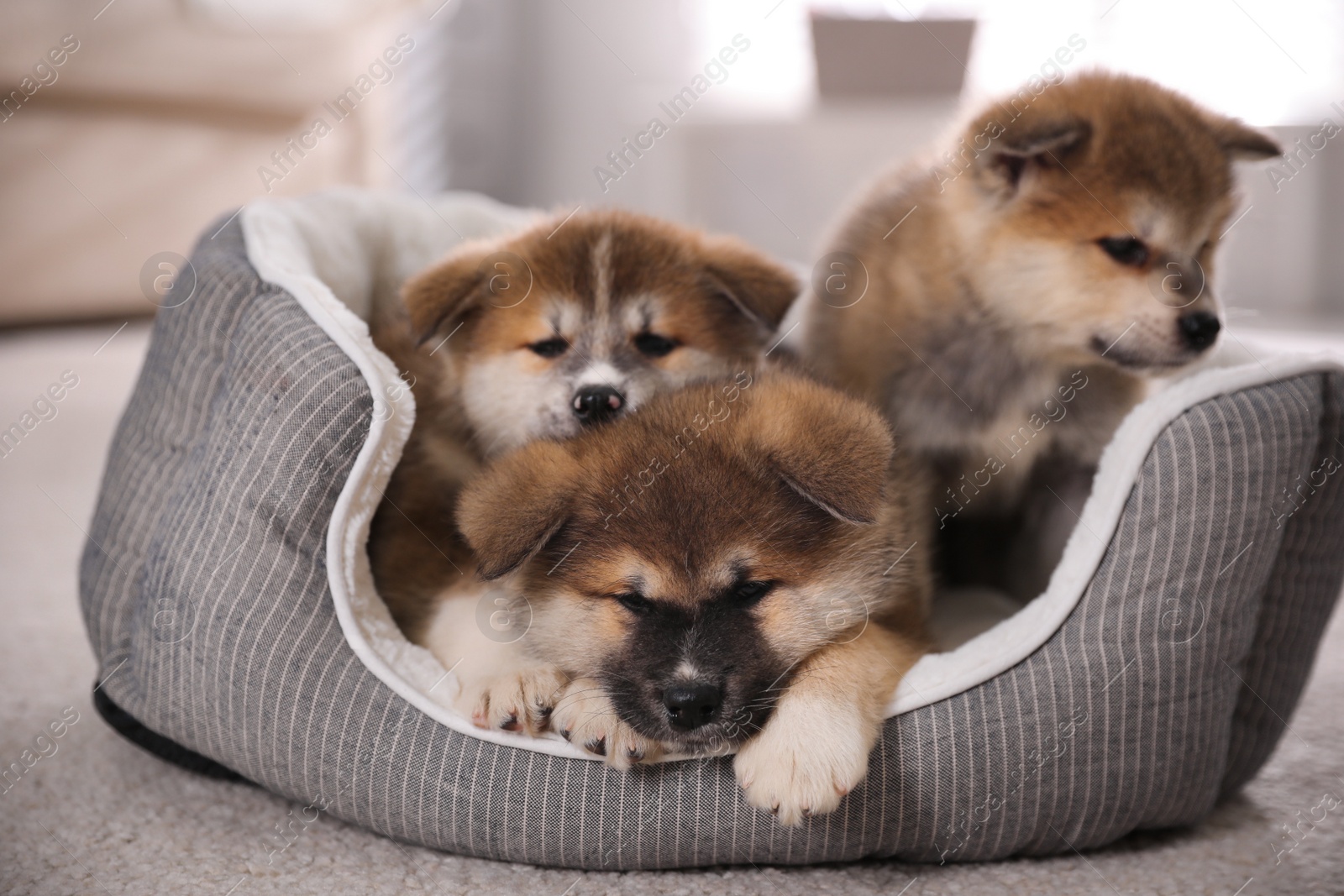 Photo of Adorable Akita Inu puppies in dog bed indoors