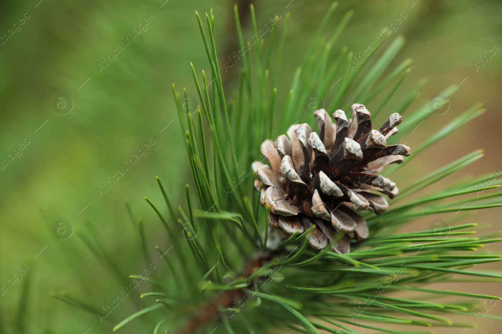 Photo of Cone growing on pine branch outdoors, closeup