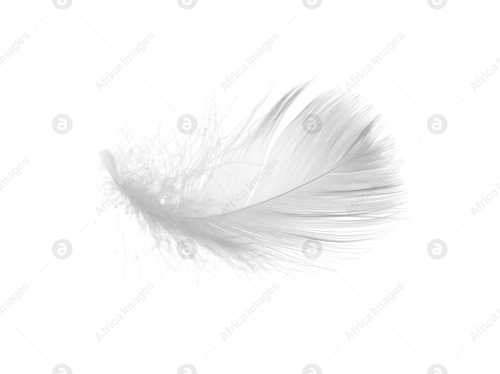 Photo of Beautiful fluffy bird feather isolated on white