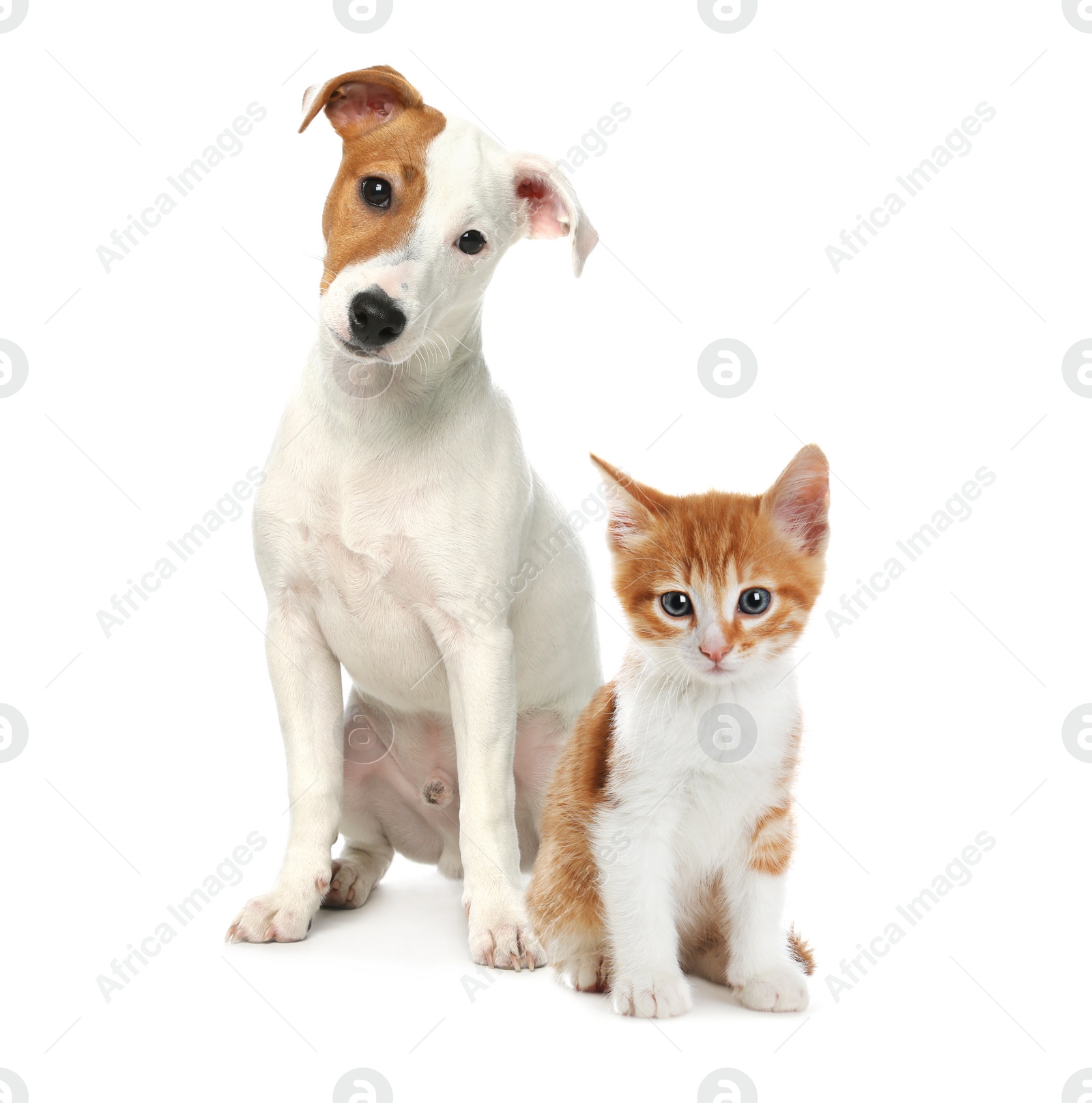 Image of Cute cat and dog on white background. Animal friendship